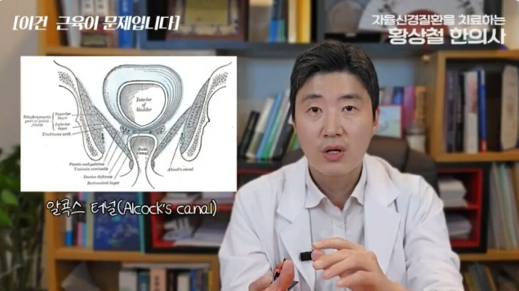음부신경통을 유발하는 알콕스 터널의 해부학적 사진 