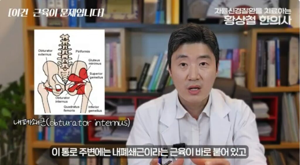 음부신경통 원인이 될 수 있는 내폐쇄근의 해부학 모습