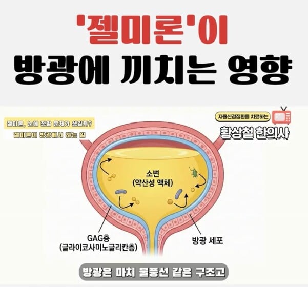 How does the interstitial cystitis drug Zelmiron work in the bladder?